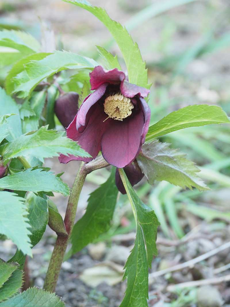 P1215987_2 P1215987_2