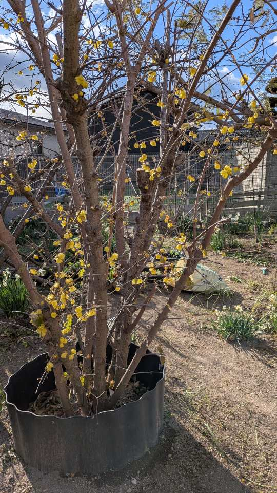 Pxl_20260122_055027951 Pxl_20260122_055027951