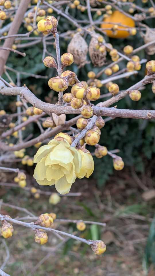 Pxl_20260122_063103165 Pxl_20260122_063103165