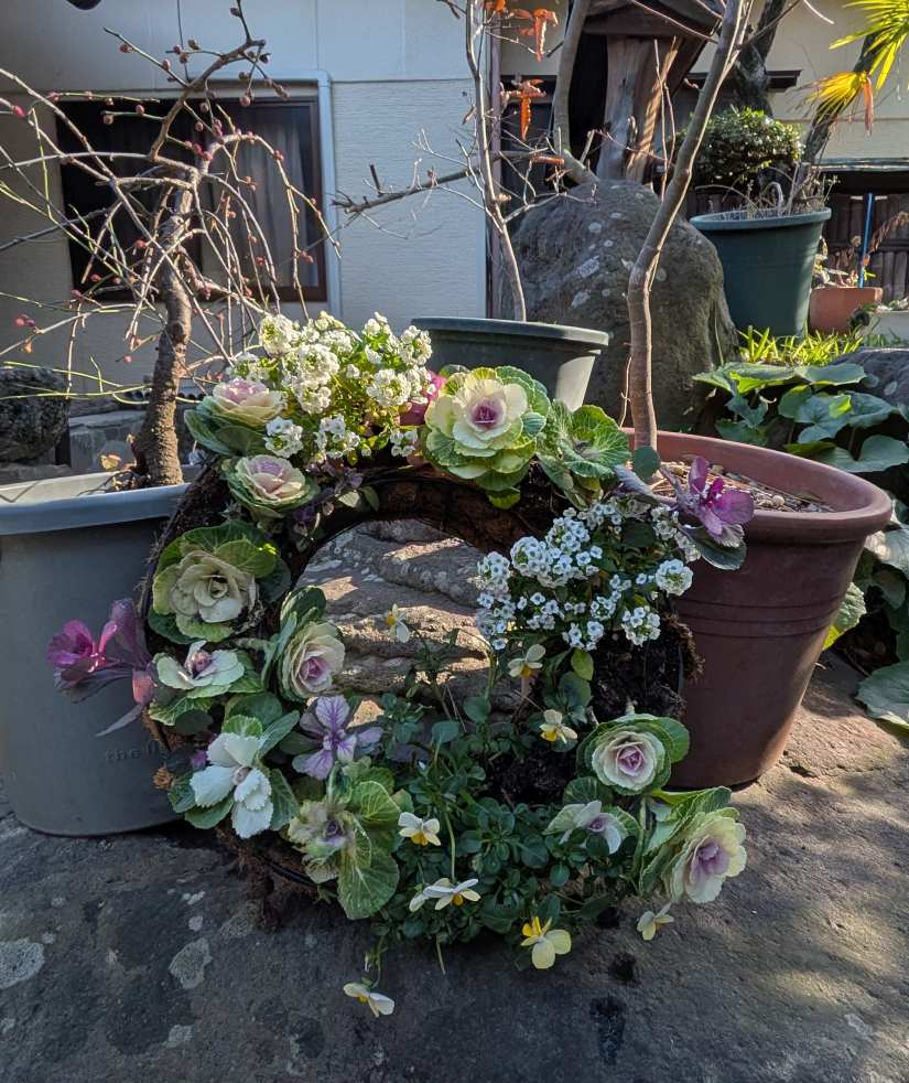 Pxl_20260126_054530175 Pxl_20260126_054530175