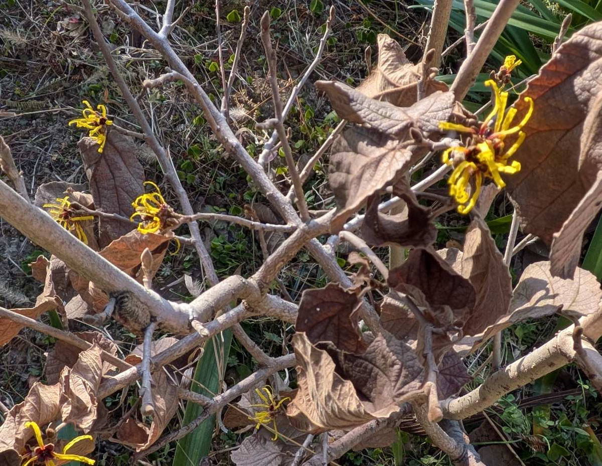 Pxl_20260126_063509984x