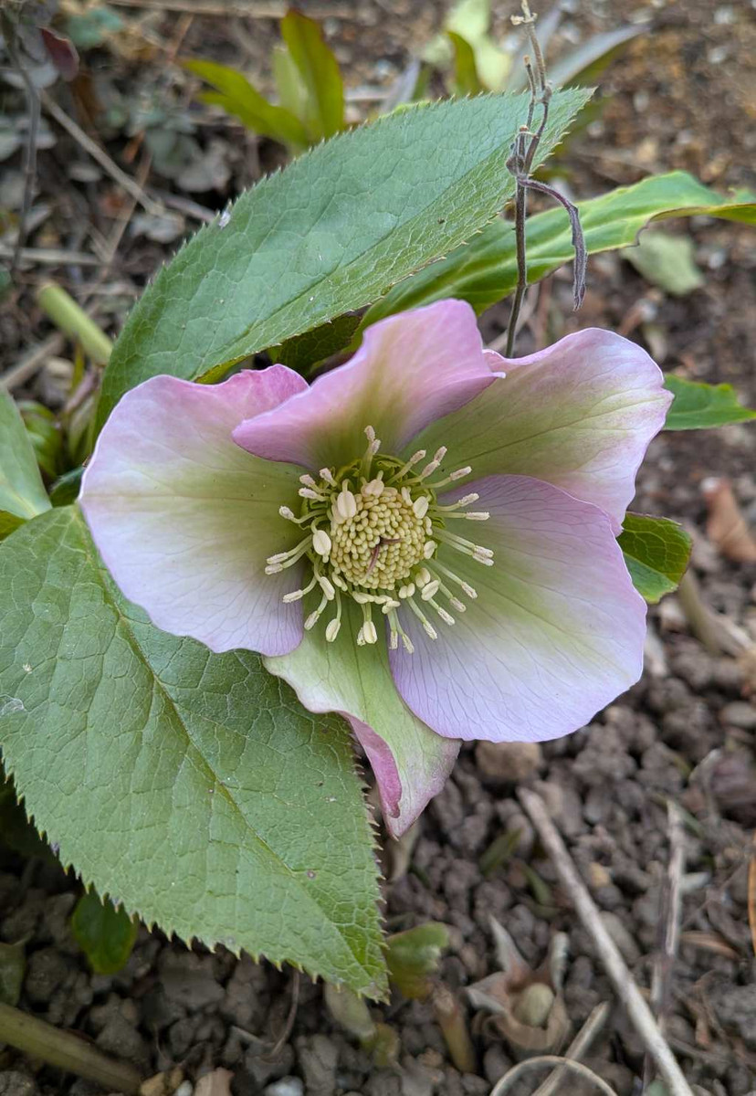 Pxl_20260128_051357435syou Pxl_20260128_051357435syou