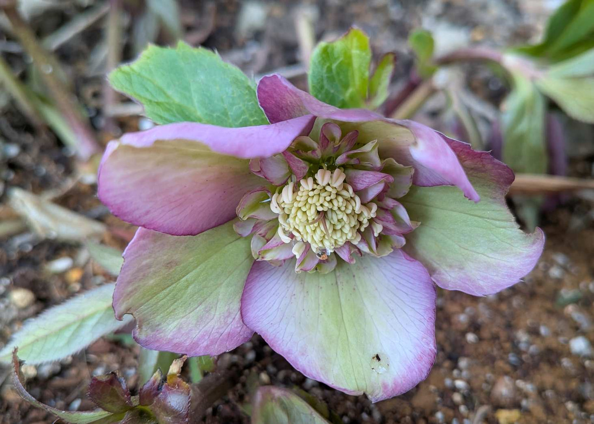 Pxl_20260128_051420068macro_focussy Pxl_20260128_051420068macro_focussy