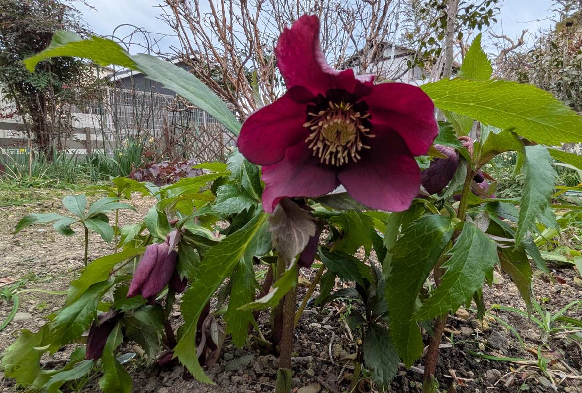 Pxl_20260128_051658156syou Pxl_20260128_051658156syou