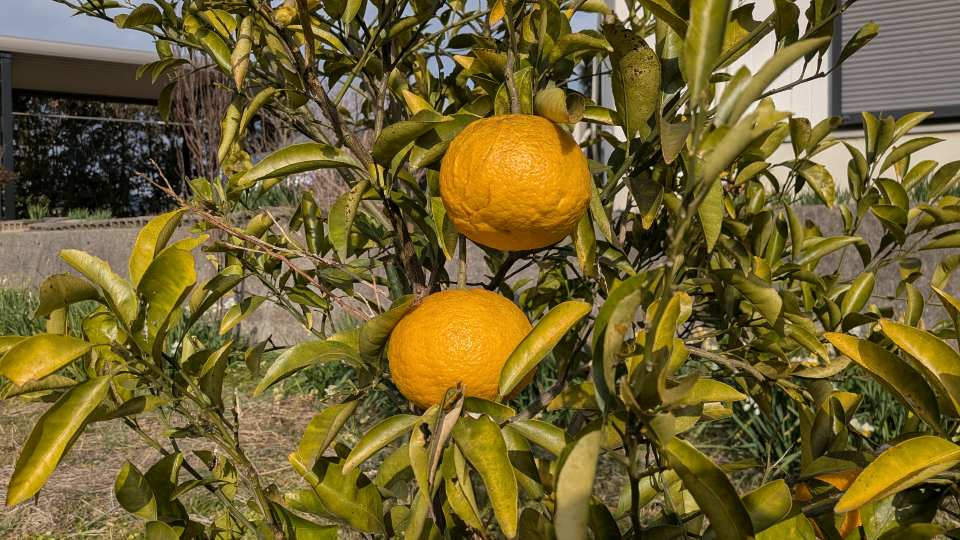 Pxl_20260128_055600459syou Pxl_20260128_055600459syou