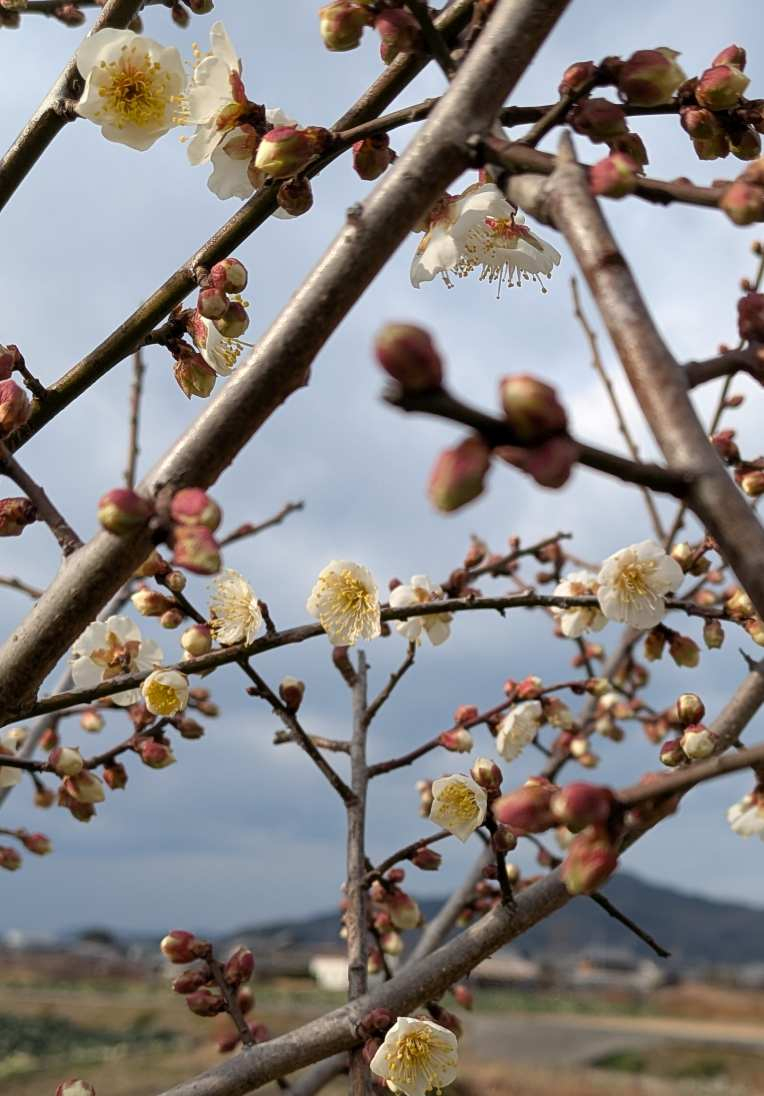 Pxl_20260128_055648332syou Pxl_20260128_055648332syou