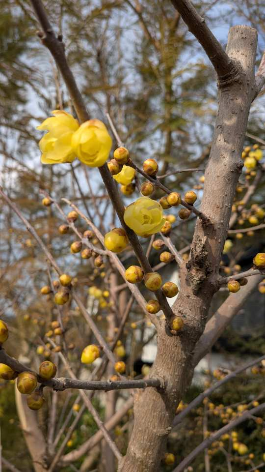 Pxl_20260128_055719646syou Pxl_20260128_055719646syou