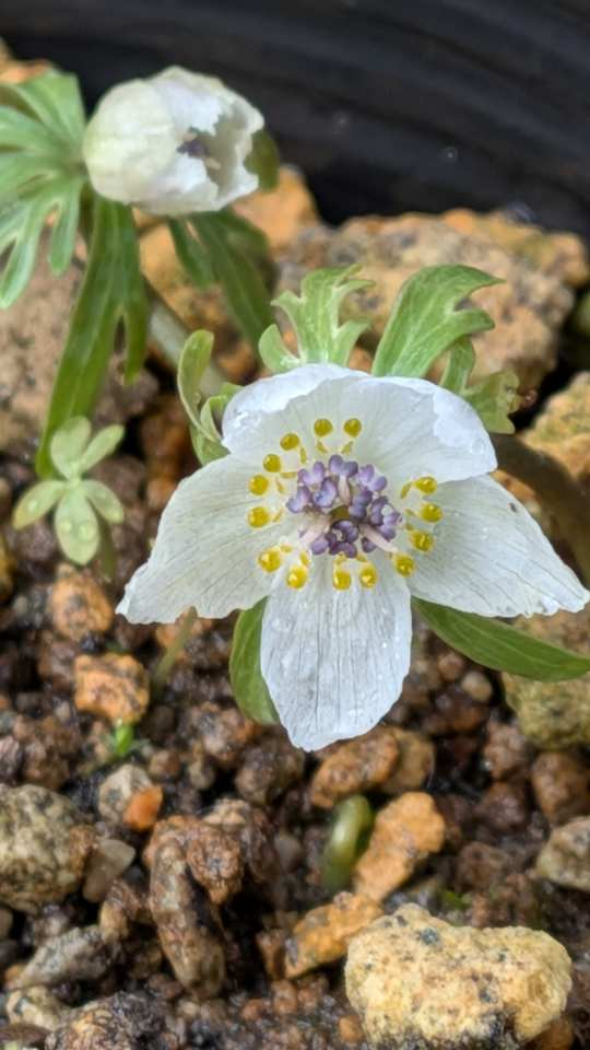 Pxl_20260201_062147089