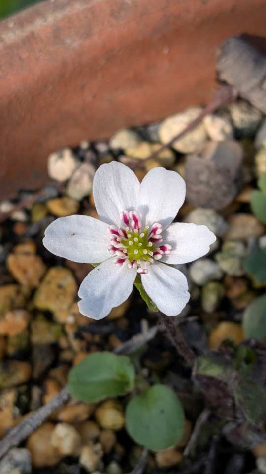 Pxl_20260202_051643474