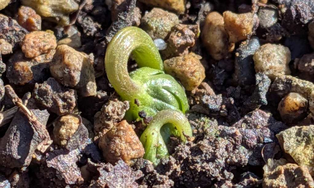 Pxl_20260204_044947613