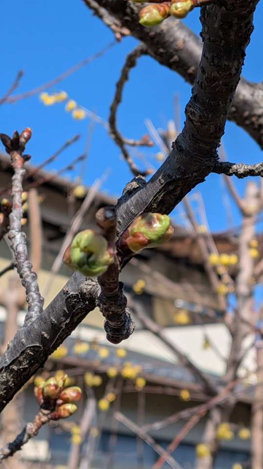 Pxl_20260204_045057793