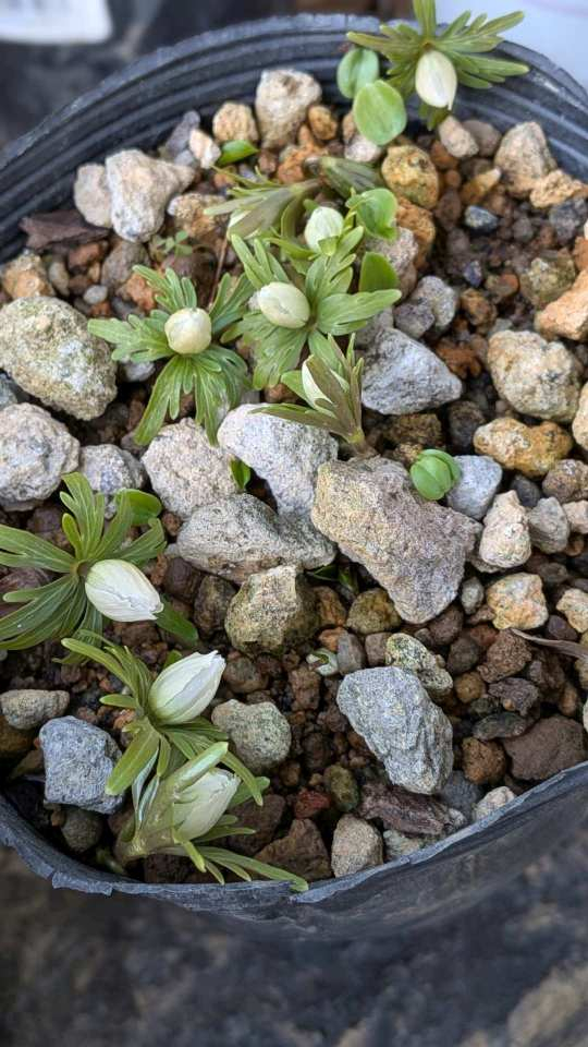 Pxl_20260204_061144863portrait