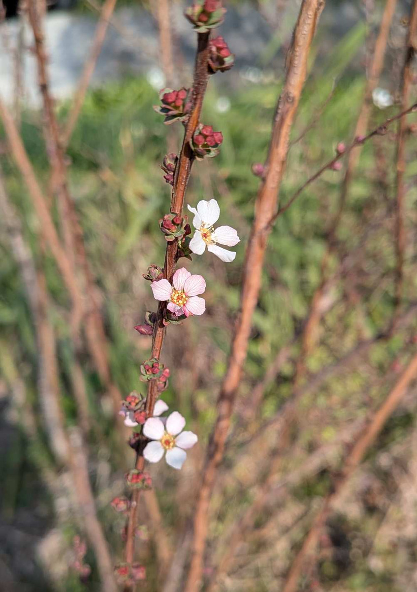 Pxl_20260206_054230852 Pxl_20260206_054230852