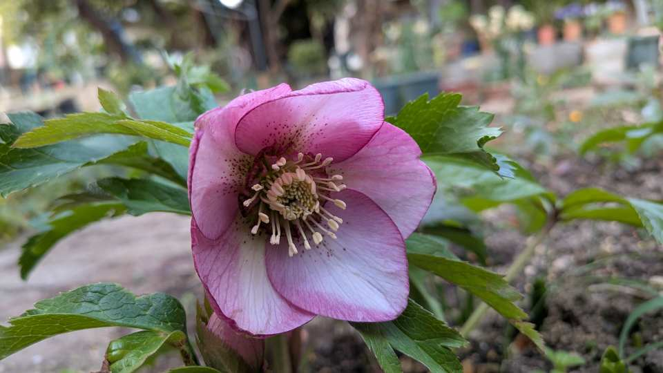 Pxl_20260207_053428090 Pxl_20260207_053428090