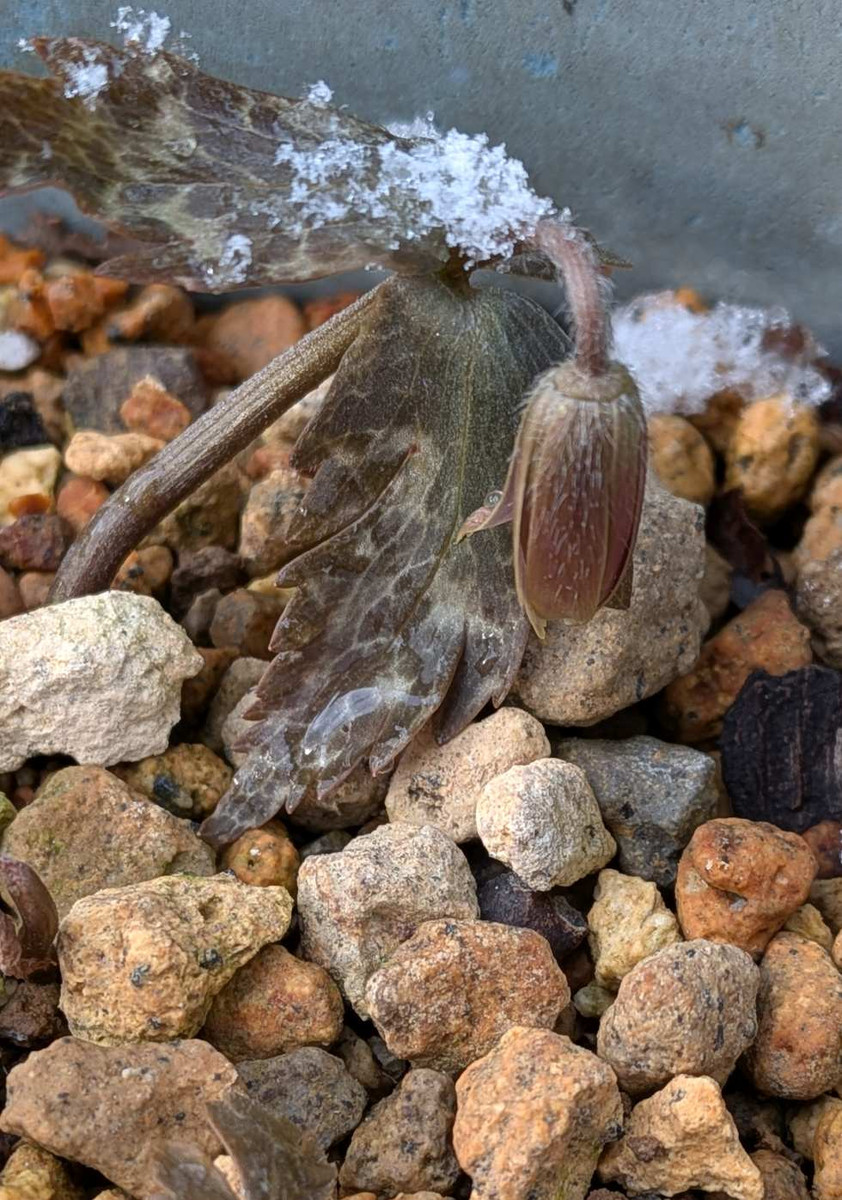 Pxl_20260208_065012769