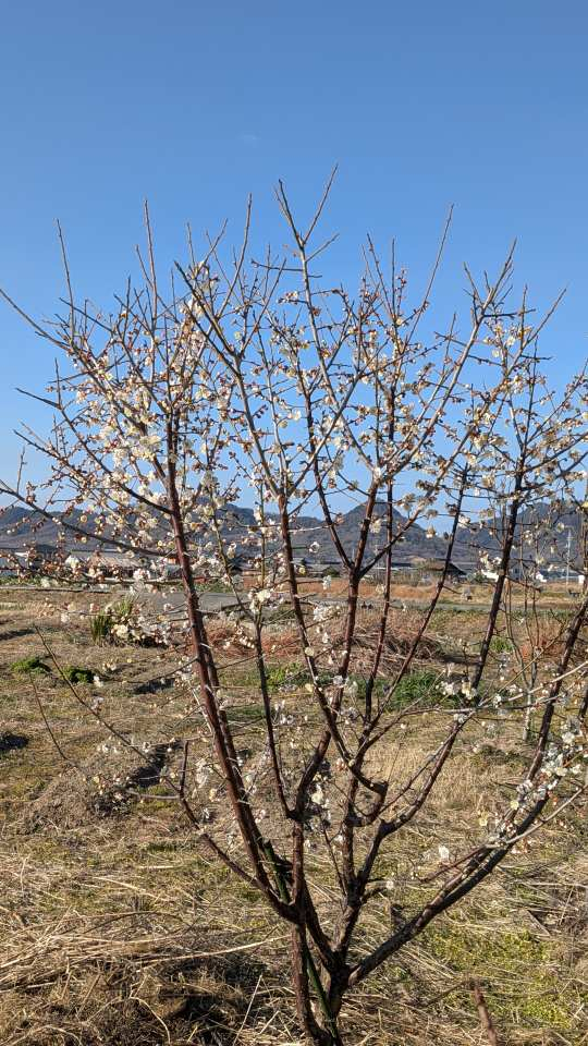 Pxl_20260209_062612246