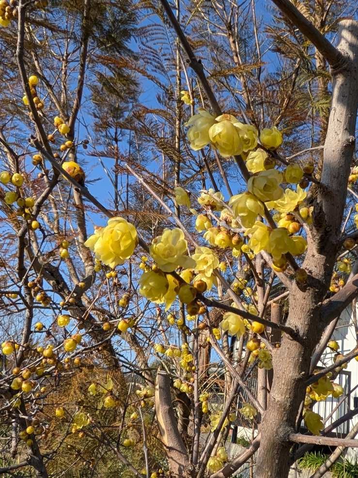 Pxl_20260209_064721075