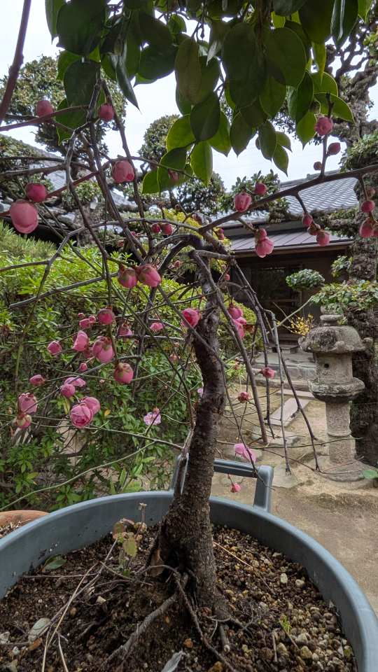 Pxl_20260210_043127065 Pxl_20260210_043127065