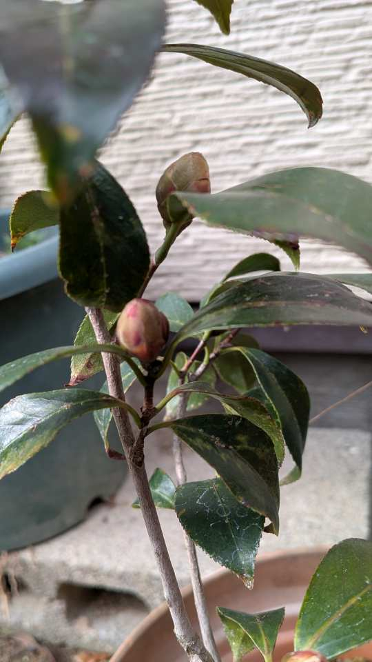 Pxl_20260211_055331916