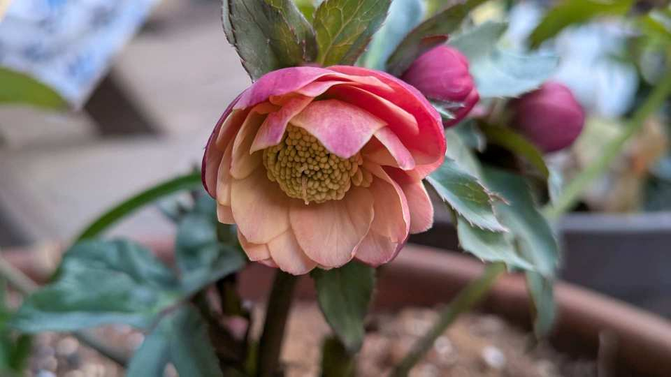 Pxl_20260212_081227560macro_focus Pxl_20260212_081227560macro_focus