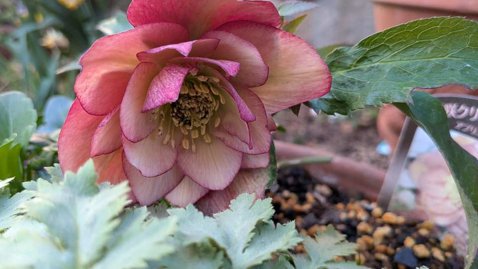 Pxl_20260212_081337512 Pxl_20260212_081337512