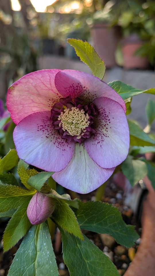 Pxl_20260212_081431402 Pxl_20260212_081431402