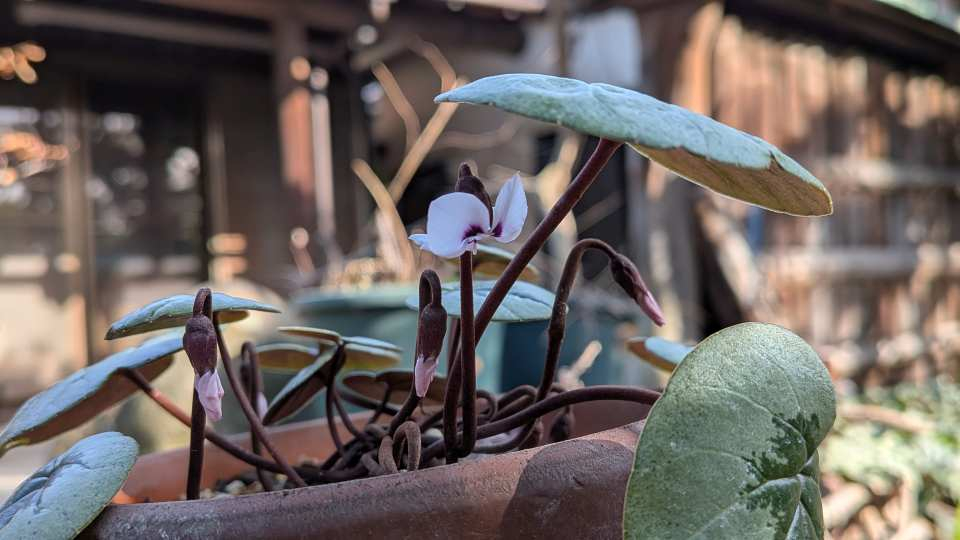 Pxl_20260213_054332146