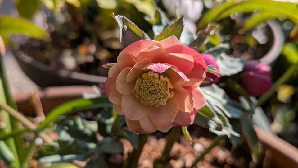 Pxl_20260213_054623859macro_focus