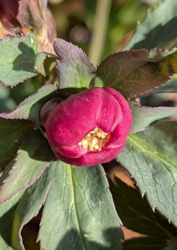 Pxl_20260213_054640373macro_focus