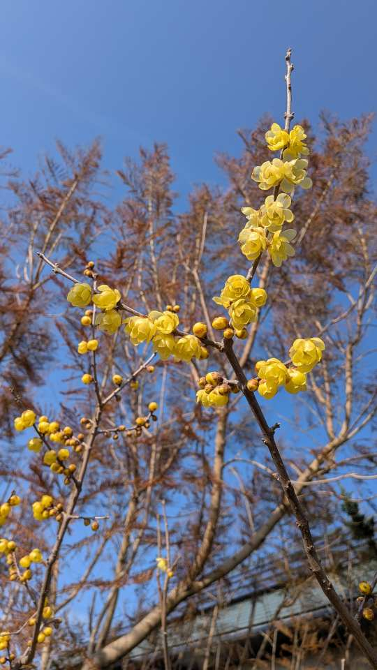 Pxl_20260213_062153134