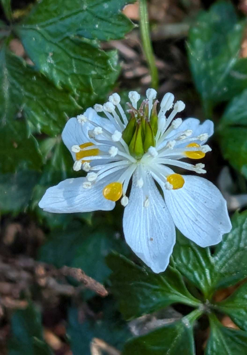 Pxl_20260214_050516464