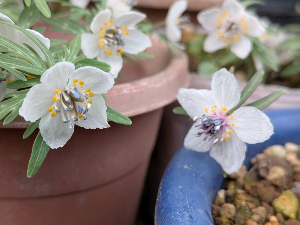 Pxl_20260215_065322960macro_focus2 Pxl_20260215_065322960macro_focus2