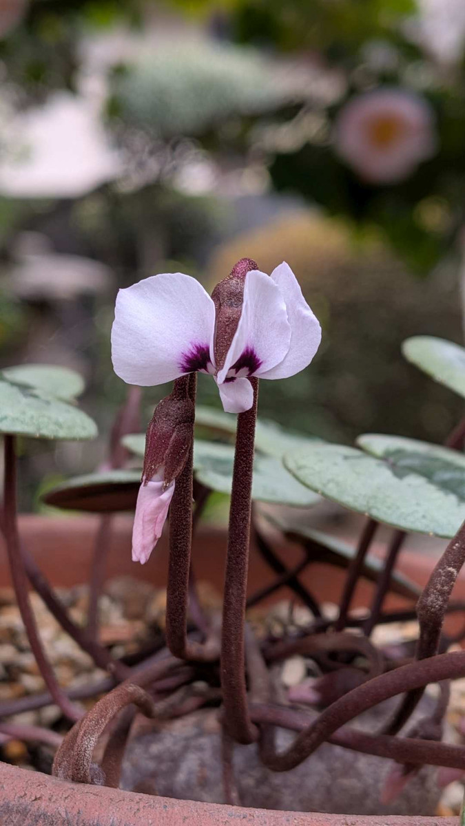 Pxl_20260215_065744245