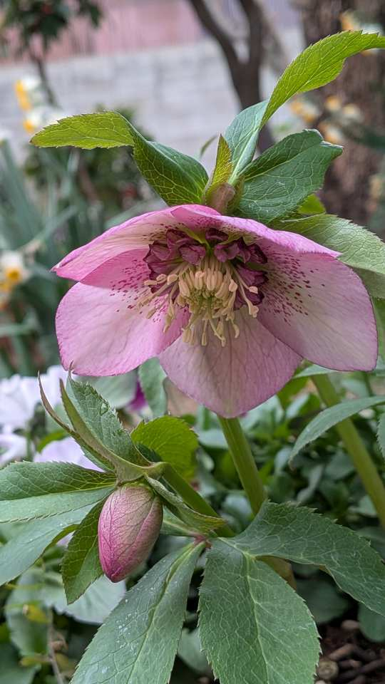 Pxl_20260216_070734318 Pxl_20260216_070734318