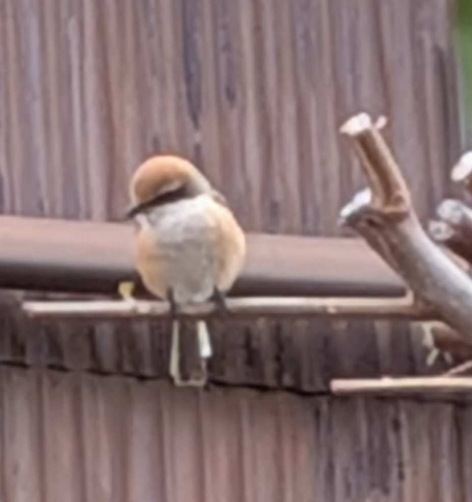 Pxl_20260216_070757993 Pxl_20260216_070757993