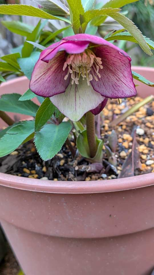 Pxl_20260216_070913832 Pxl_20260216_070913832