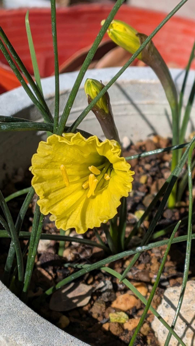 Pxl_20260217_044038662