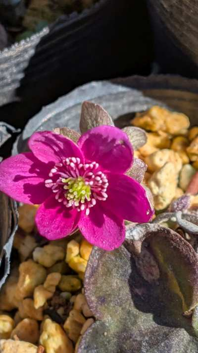 Pxl_20260217_044946090