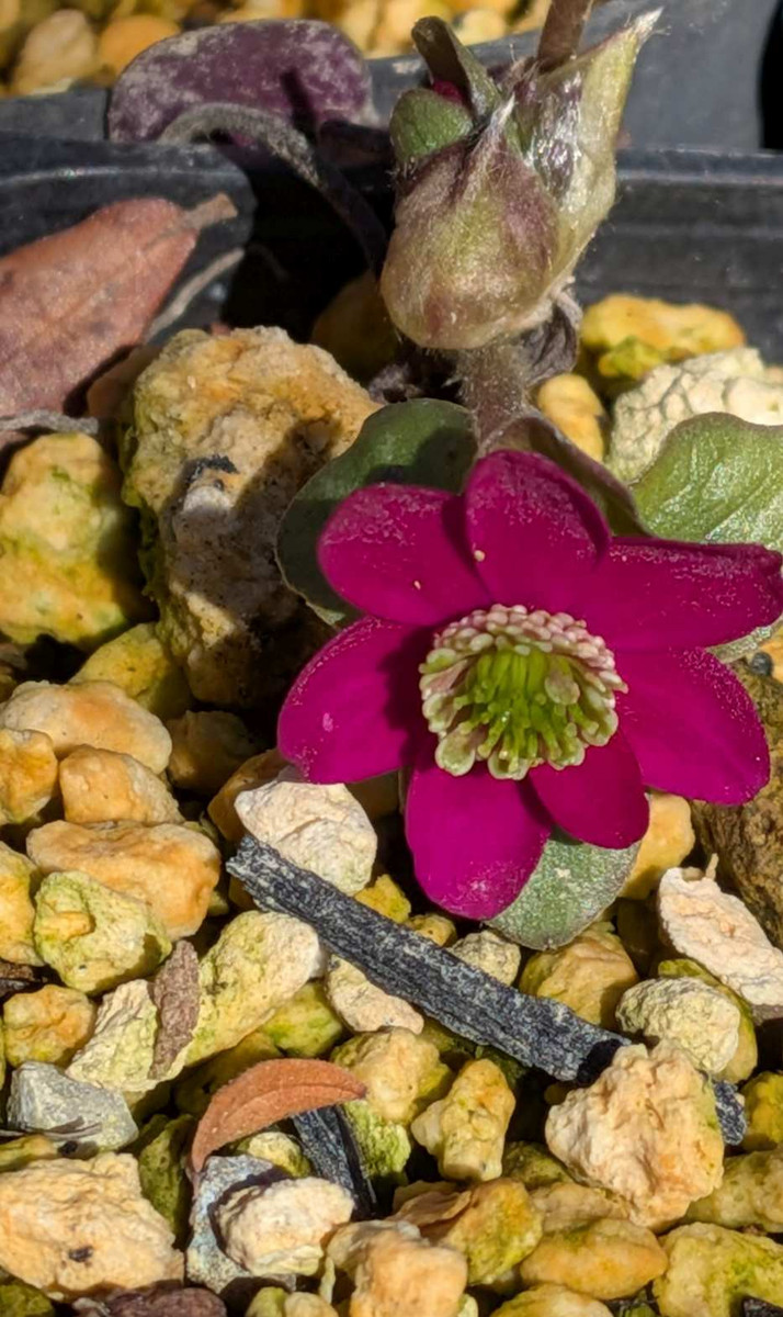 Pxl_20260217_045011930