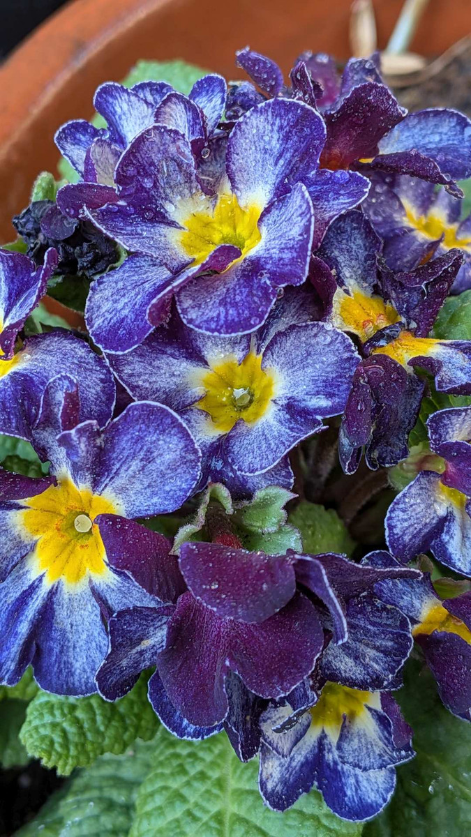 Pxl_20260218_052515891 Pxl_20260218_052515891