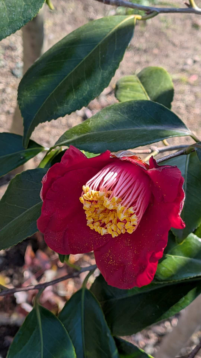 Pxl_20260218_053044710 Pxl_20260218_053044710