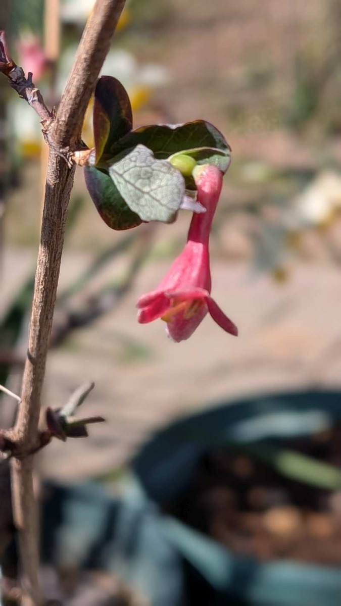 Pxl_20260219_042434749portrait