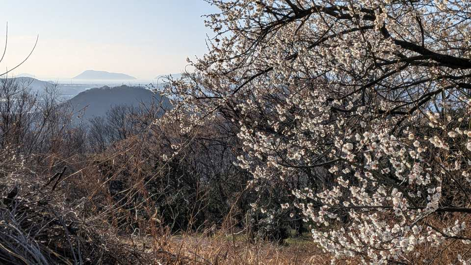 Pxl_20260219_072008225 Pxl_20260219_072008225