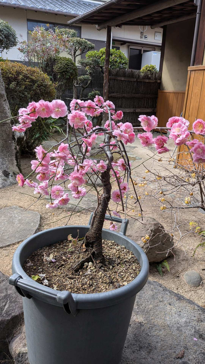 Pxl_20260220_043639801