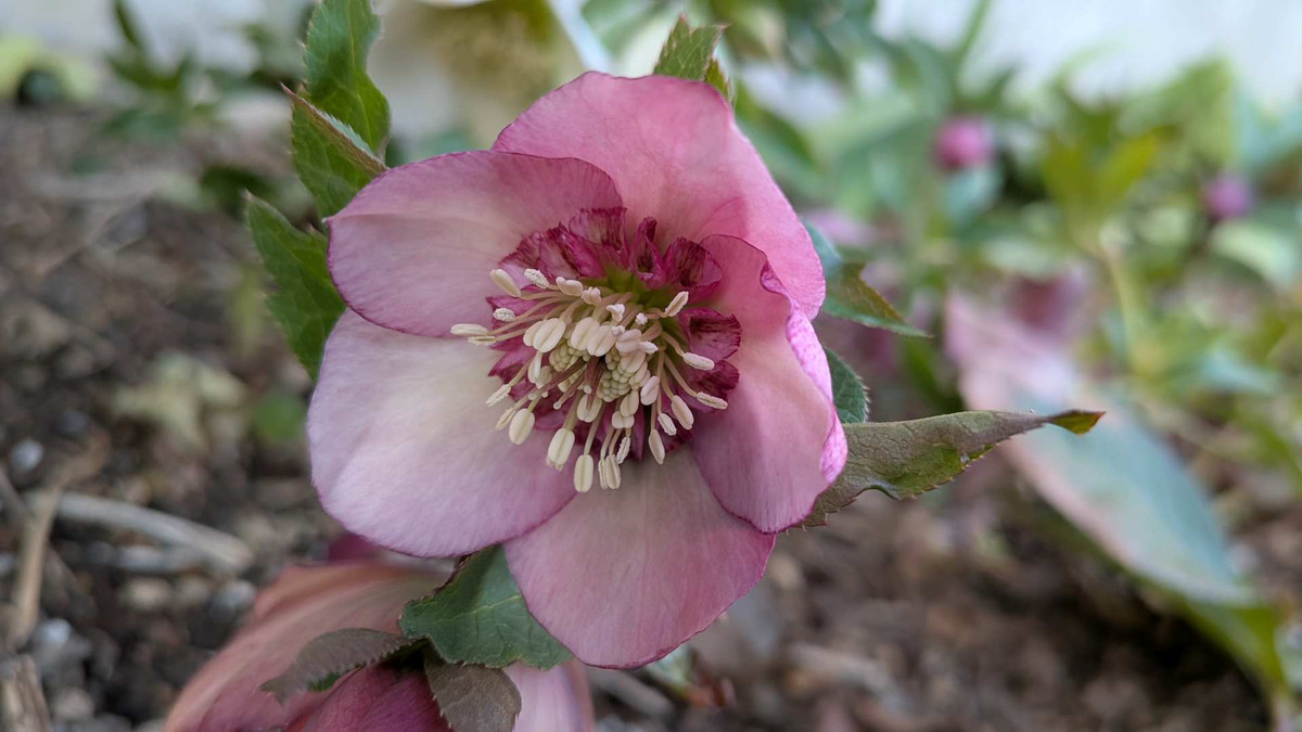 Pxl_20260220_082104384macro_focus