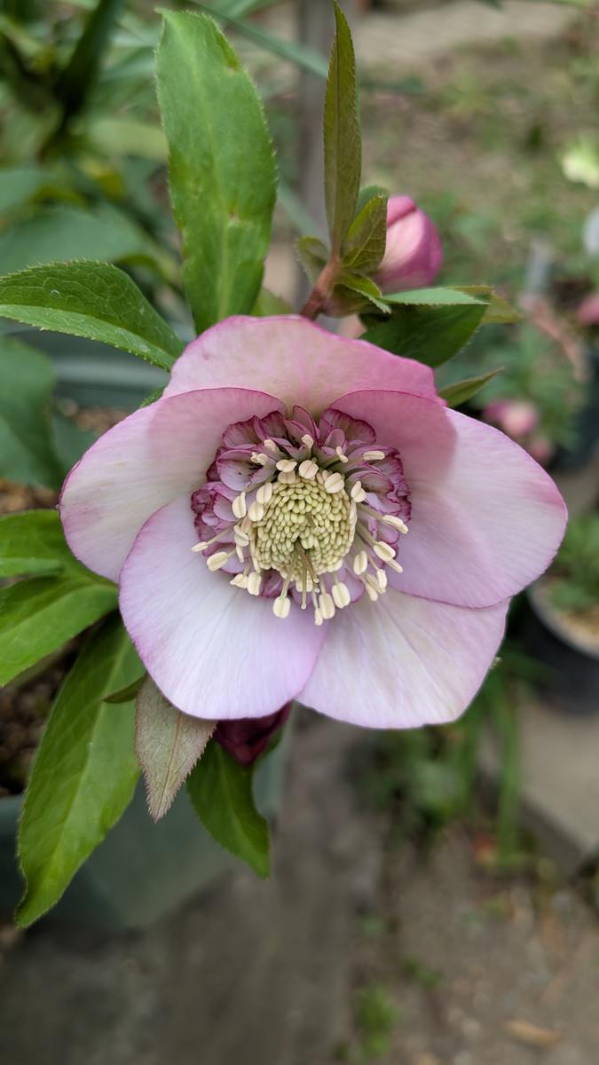 Pxl_20260224_070419485macro_focus