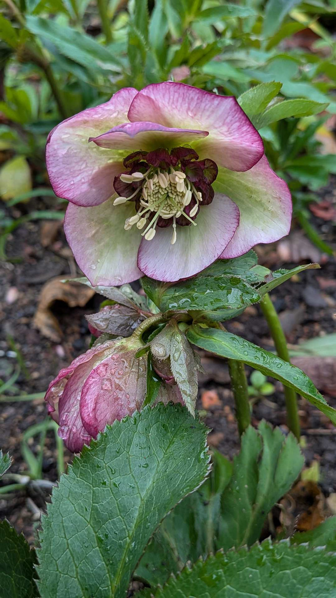 Pxl_20260225_063423778