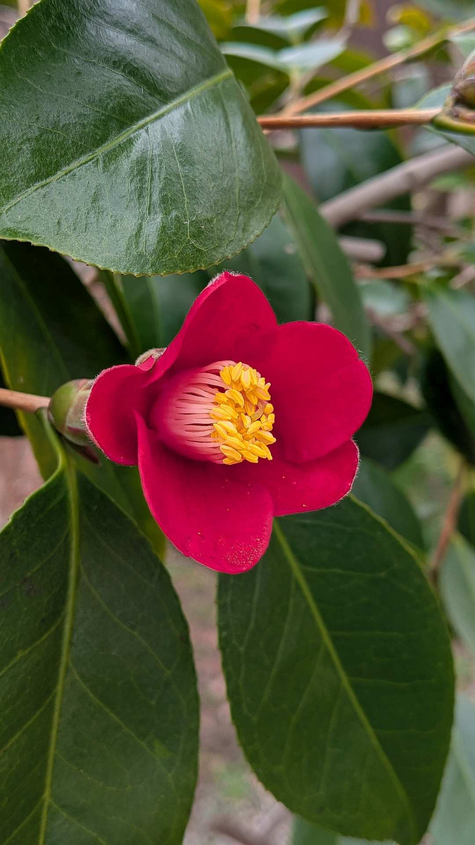 Pxl_20260226_052643956 Pxl_20260226_052643956