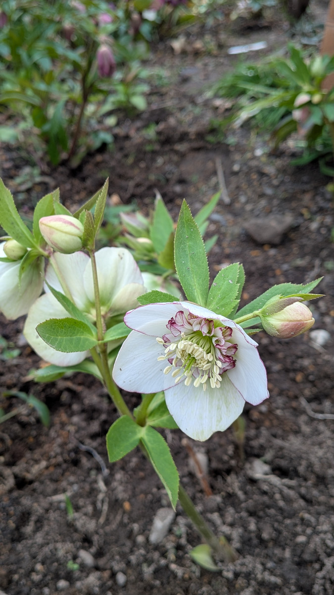 Pxl_20260226_052941599 Pxl_20260226_052941599