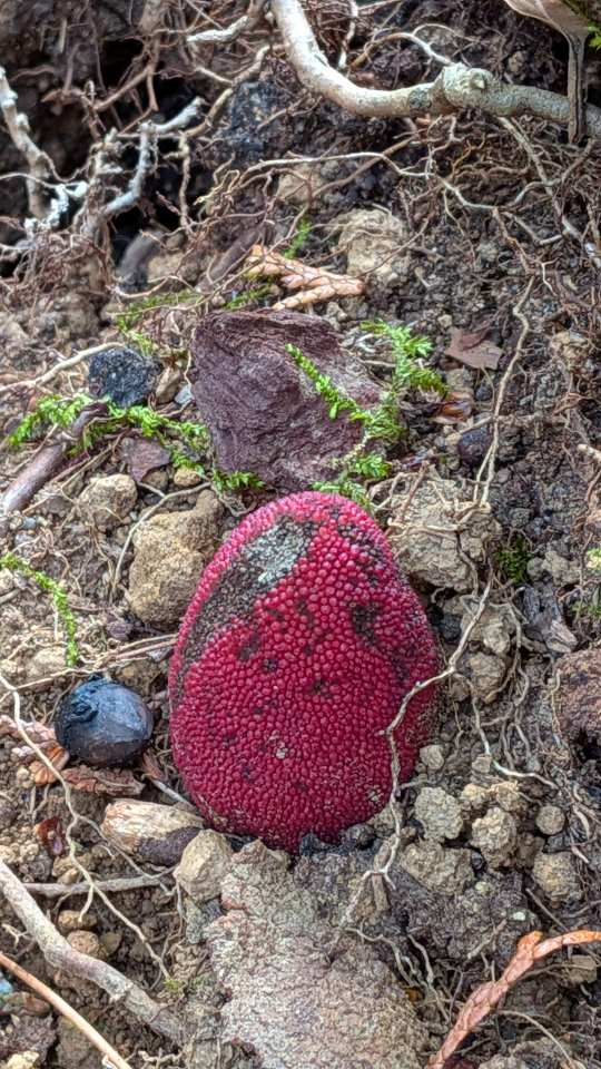 Pxl_20260214_045620160 Pxl_20260214_045620160